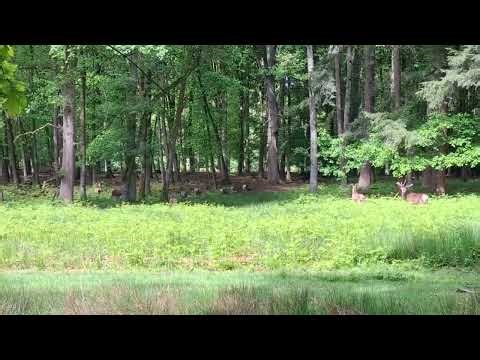 Rothirsch und Hirschkuh #wildanimals #deer #hirsche #rothirsch #wald #nature #wildlife #video