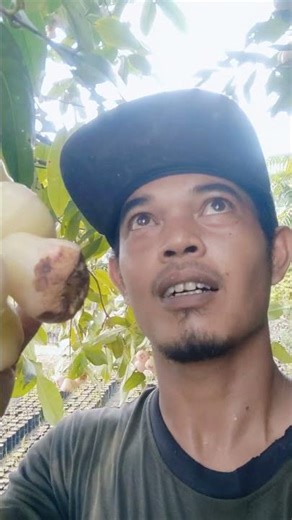 weather effects of Deli honey guava