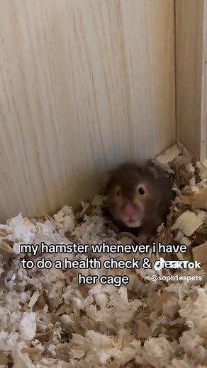 Essential Hamster Care Tips for Health Checks