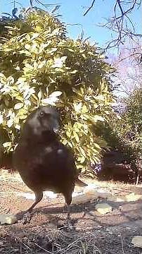 Crows eating bread 🐦‍⬛