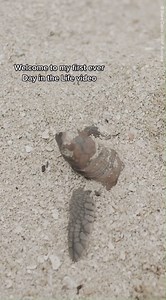 4.9K views · 282 reactions | It’s World Turtle Day! To celebrate, say hello to this baby hawksbill turtle on its first day in the world. Did you know you can help protect turtles? Click the link to sign the petition for a Net-Free Reef  bit.ly/3HjfJ8Z Want to do more? You can also symbolically adopt a turtle to support projects like this and get an education pack too! bit.ly/3q0nvi6 #NetFreeReef #turtles | WWF-Australia | Facebook