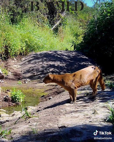 Onza Animal: Descubre el misterioso felino de México