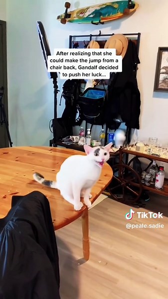 Adorable Kittens Making Funny Falls