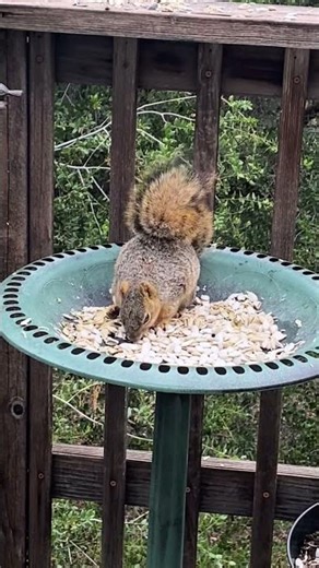 Grumpy the Squirrel with a feeder of pumpkin seeds all to himself
