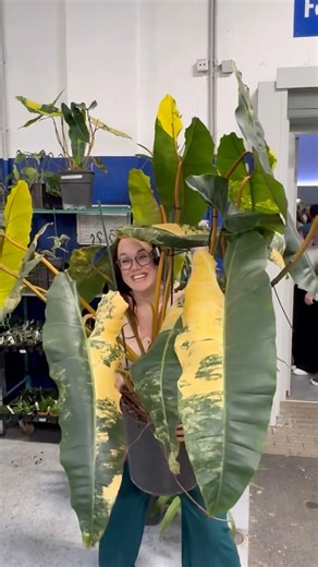 I got lucky getting to hold this HUGE billie var! Full tour of the rare plant market out now🫶