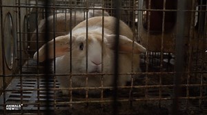 What part of this human-made monstrosity looks “natural” or “humane” to you? 😡 It’s heartbreaking how millions of #rabbits suffer in factory farms -- cramped cages, no freedom, and unimaginable cruelty. 💔 | John Oberg