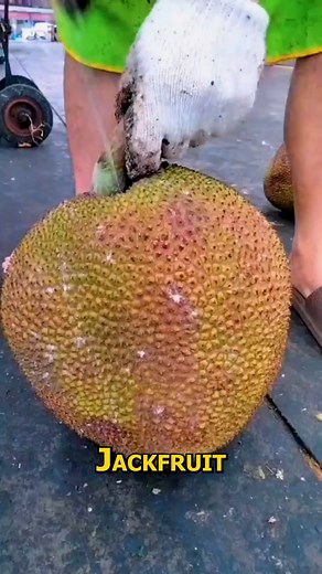 How Jackfruit Is Cut Open. #jackfruitcutting #fruitprep #tropicalfruit #easycutting #freshproduce | Doraya Jennings