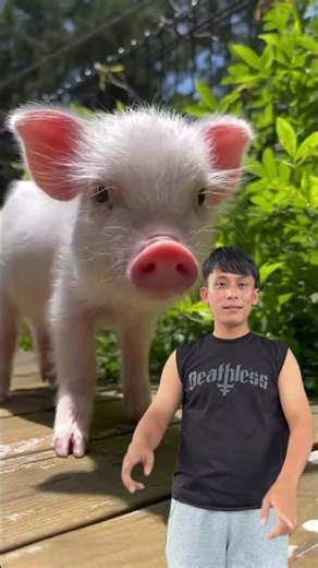 What does a gecko sound like?