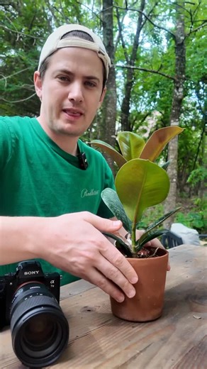 33K views · 2.2K reactions | Dusting plants doesn’t help much in photosynthesis but it DOES help in other ways- just not the way you may expect. #plantsplantsplants #plants | Tanner The Planter | Facebook