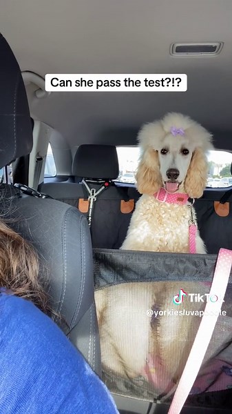 Advanced Training ✔️ Canine Good Citizen ✔️ #dogtraining #poodle #poodlesoftiktok #Magnolia #dogmom #petsmart