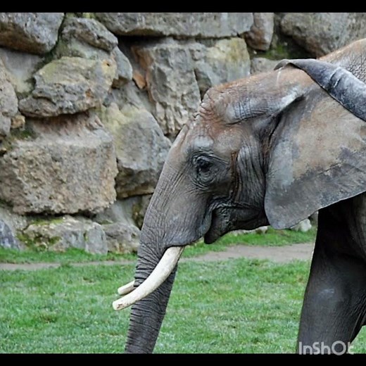 African mammoth trumpeting