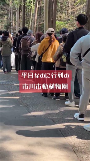 [Ichikawa City Zoological and Botanical Garden] There's still a huge line in the morning even tho...