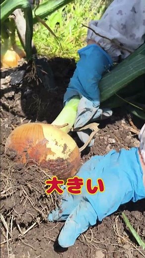 タマネギ収穫 #タマネギ #収穫 #育て方 #栽培