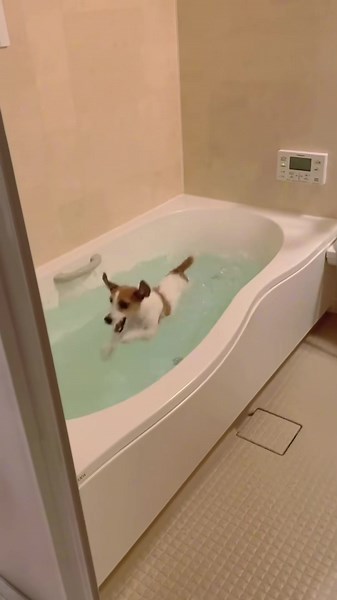 Funny Dogs Enjoying Bath Time