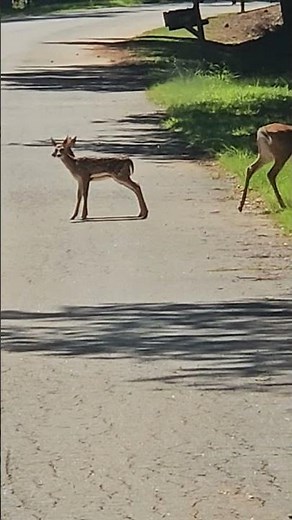 Two Baby Deer Drink Milk in the Street. #nature #wildlife #deer # fawns Drinking Milk. No Thor.