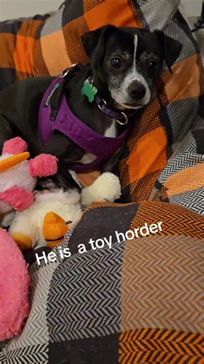 something we noticed everyday from our temporary foster dog #sweetdog #fosteringsaveslives #fosterdog #rescuedogs #adoptdontshop