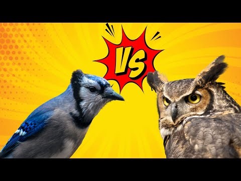 Blue Jay vs Great Horned Owl (Northern Cardinal, Magpie, Woodpecker, Hummingbird)