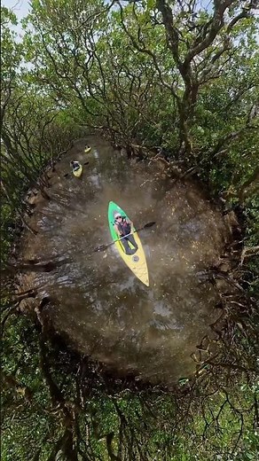 【Osmo 360】奄美大島のマングローブでカヌー体験🚣 非日常で￼最高だった✨ #dji #canoe #mangrove #travel #奄美大島 #nature #adventure