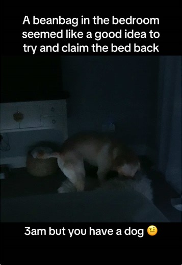 Funny Labrador Moments That Will Make You Laugh