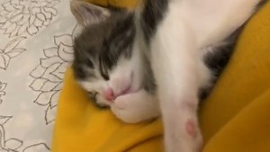 There's nothing cuter than kittens! 🐱 | Cats And Kittens