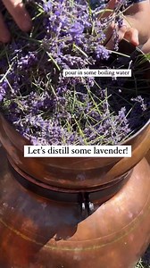 384K views · 10K reactions | The art of lavender distillation – it's fascinating to witness the craft behind something I use daily. . Traditional techniques stand the test of time.  . ️ @island_thyme: . . #LavenderDistillation #TimelessCraft #Nature'sGifts #Artistry | Forage | Facebook