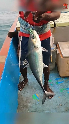 Catching Horse Mackerel Using Sabiki Rigs as bait! #fishing #fishingvideo #fishingtime