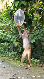 Curious Monkey Enjoys Balloon Fun.# #curiousmonkeylife #monkey #animals