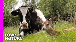 9K views · 227 reactions | This compilation of farm animal interspecies friendships is bound to brighten your outlook on the world today  . #cow #deer #ram #animals | Love Nature | Facebook