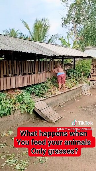 Improving Goat and Sheep Health with Balanced Feeding