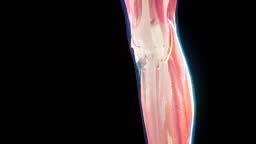 Animation anatomique 3D du corps des femmes. Structure musculaire et...