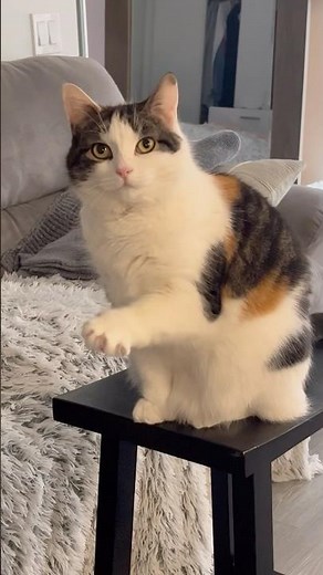 She can’t believe her boyfriends are friends 🤣❤️ #cat #boyfriend