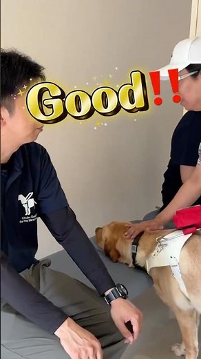 【凄技👀】空いている席を教えてくれる承太郎🦮【再掲】 #shorts #犬のいる生活 #labrador #盲導犬
