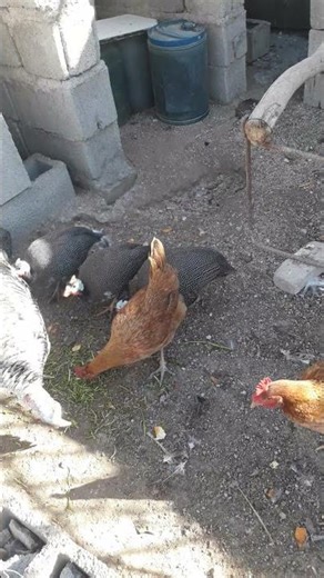chicken #farm# guineafowls# #turkey #brids #