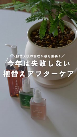 植替え後のアフターケア方法