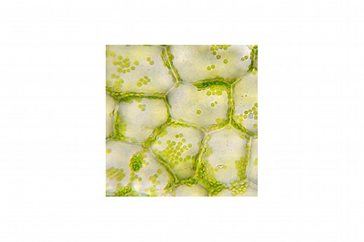 Plant Pathology and Crop Physiology