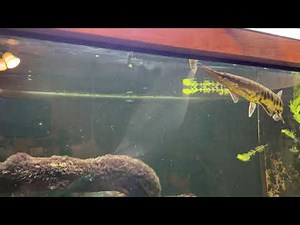 Hand Feeding Florida Gar