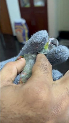 Collecting feather samples for DNA testing for bird gender identification #bird #parrot #tamed #pets