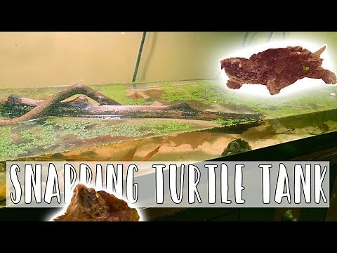 Baby Alligator Snapping Turtle Naturalistic Setup