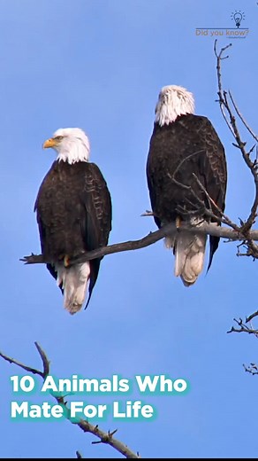 While there is always an exception to the rule, these animal species are monogamous and mate for life. Talk about everlasting love. Learn about more monogamous animals here: https://bit.ly/3PLyy9w #monogamy #animals #wildlife #forever #love #truelove #theanimalrescuesite | The Animal Rescue Site by GreaterGood