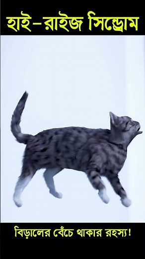 What is High-Rise Syndrome? Cat Survival Secrets Revealed!