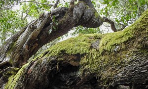 What is an Autotroph, and How Does It Work?