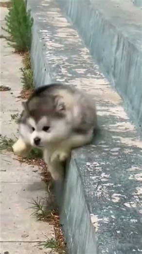 Meet the Cutest Pet Gifted by a Kind Stranger! PetLove CutePets