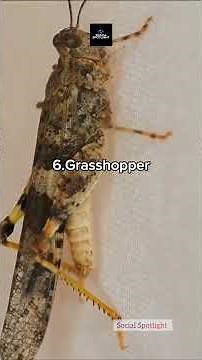 🐛🔊10 Weirdest Insect Sounds You Won't Believe!