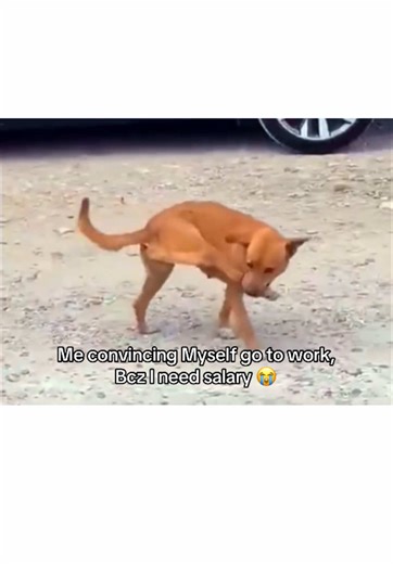 #worklife #relatablememes #memes #funnyvideos #memyselfandi | work life