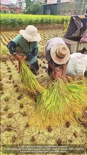 Work in the fields with an electric drum threshing machine