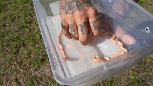 The fascinating moment a full batch of hognose hatchlings came to life