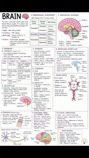Brain short notes 🧠 #brain #medical #norcetmcq #important
