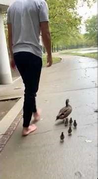 He Caught All 6 Ducklings Falling From 3 Stories.