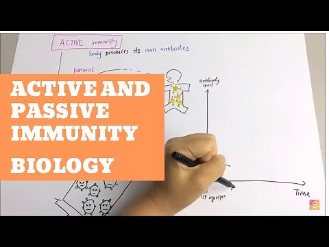 Biology- Active and Passive Immunity