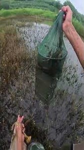 淡水ウナギを捕獲するための罠を仕掛ける。
